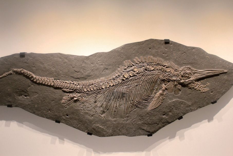 海洋科普814侏罗纪的肥海豚