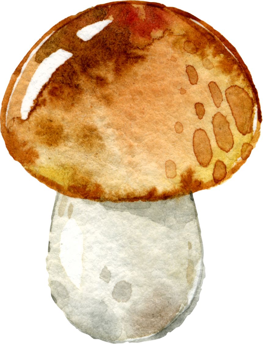 2019顺记餐饮第七届云南野生菌菇节--台州首家全菌宴纪实