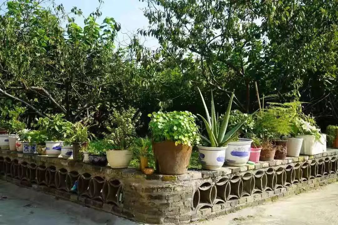 高颜值桐乡这些乡村庭院美翻了