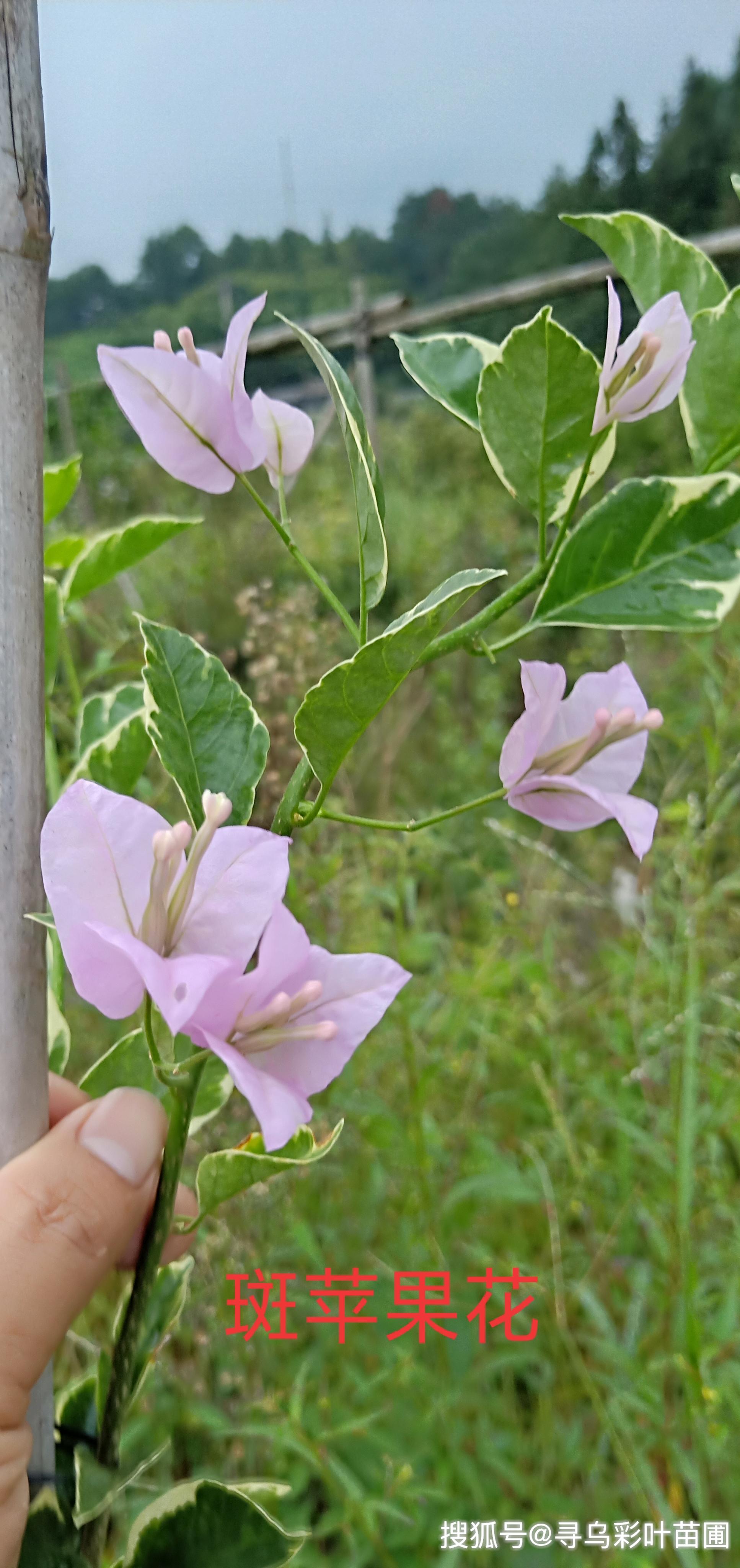 三角梅品种花色多