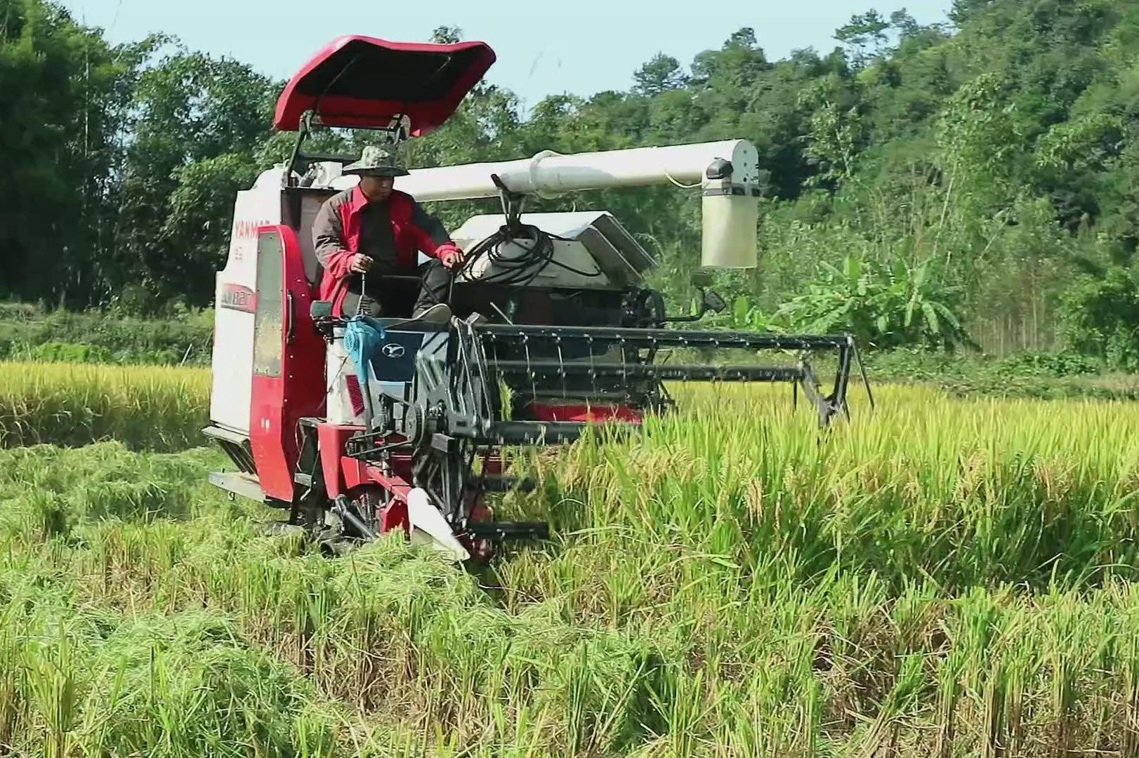洋马收割机割稻谷干稻田和湿稻田收费都不一样你们也是这样吗