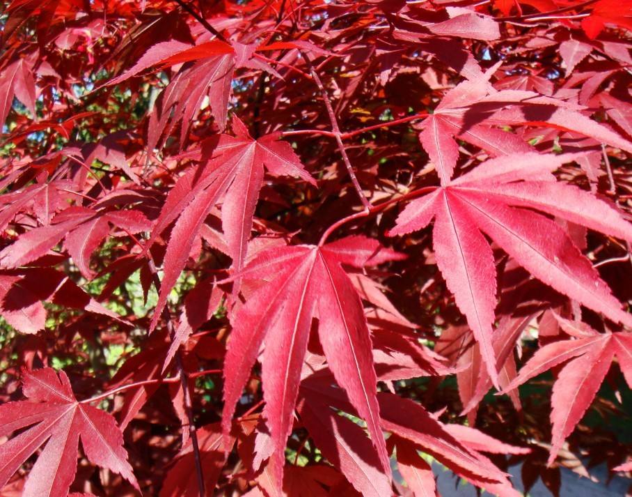 在彩叶树种中,这个家族才是王者 _新品种