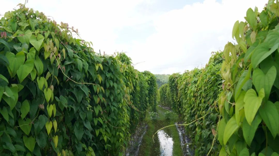安远凤山上千亩的紫山药要成熟了小东西大用处
