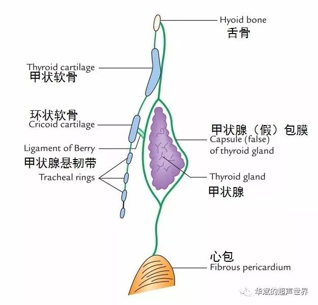 晶状体悬韧带解剖图图片