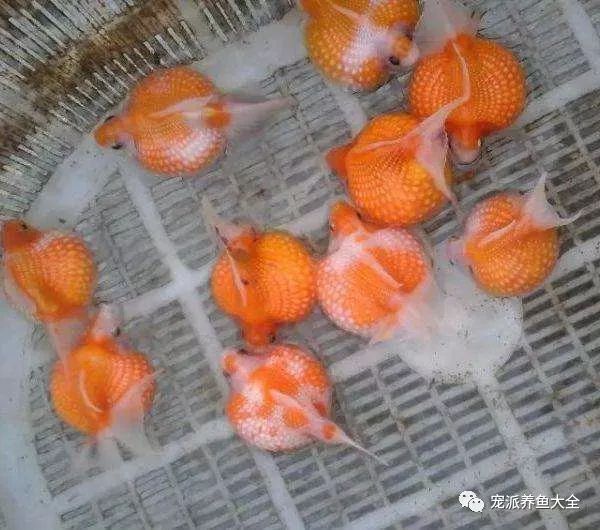 自带萌感四种球形观赏鱼身材圆滚滚的好可爱