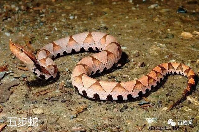 1黄彪建议,如果在户外被蛇咬了,在蛇咬的位置,离心脏近的位置,大概十