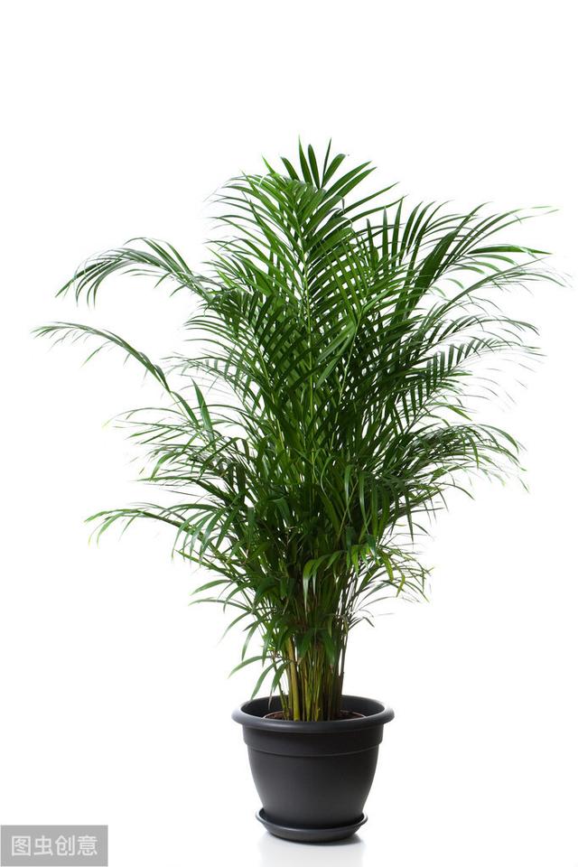 散尾竹的养殖方法和注意事项-5个技巧教你养到2米高