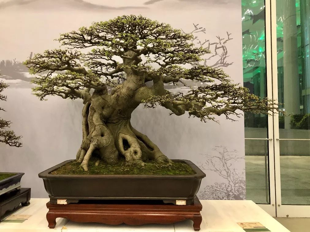 北京世园会盆景赛,如皋市,靖江市人民政府等获奖,看看有没有你的家乡?