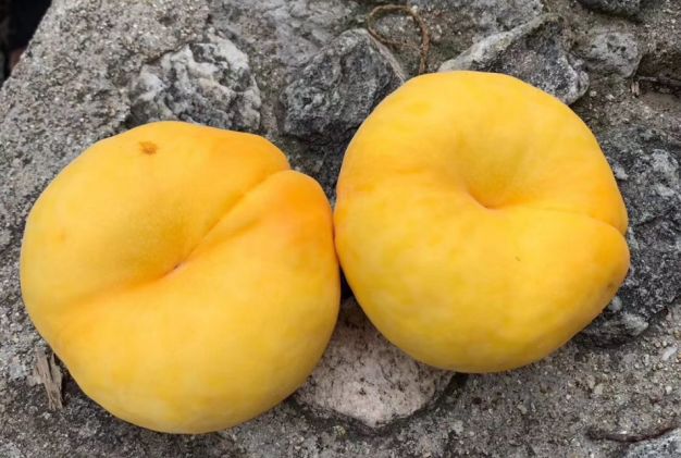 王母娘娘爱吃的蟠桃人间也能尝到金黄多汁蜜甜