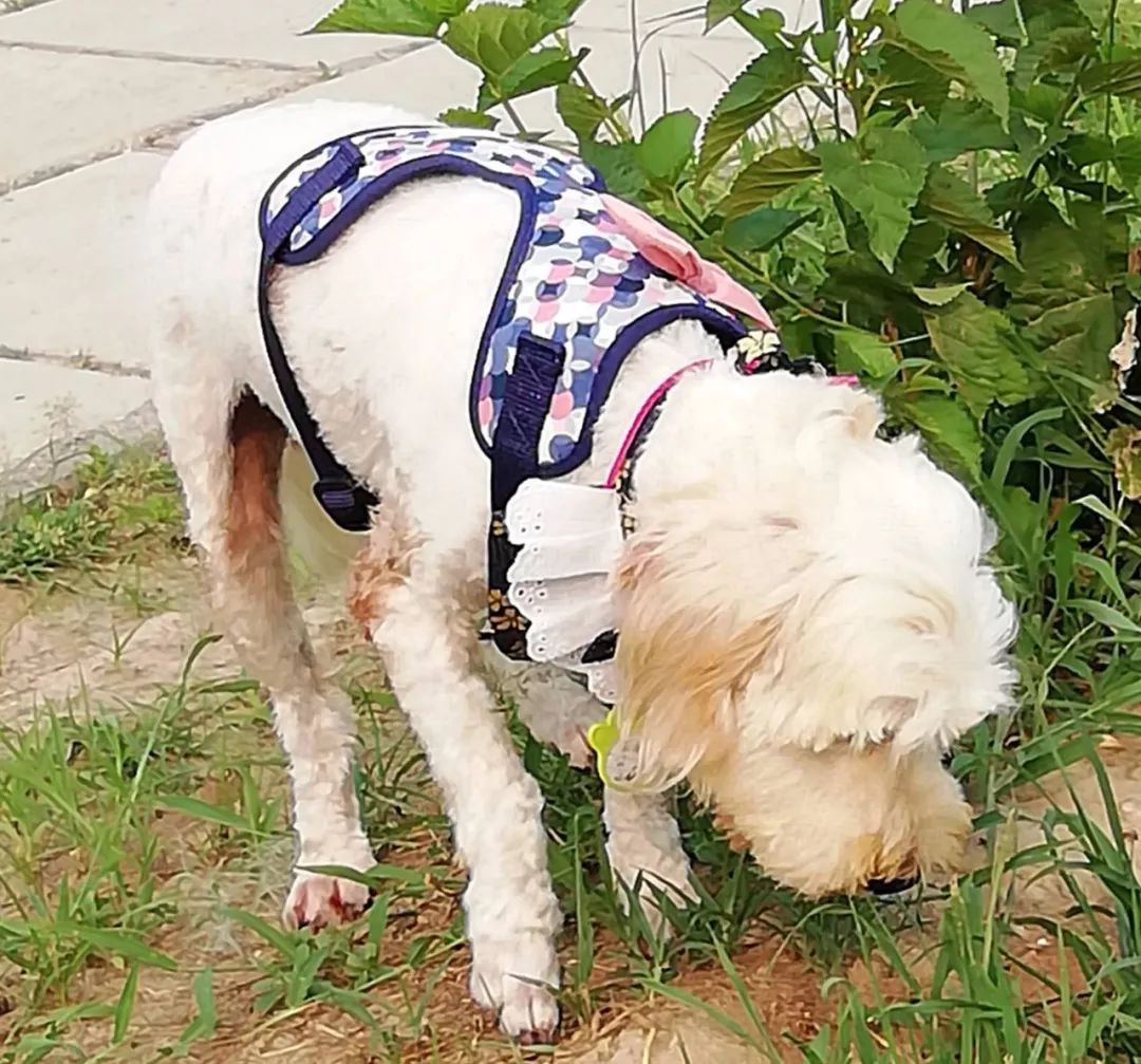 毛毛是走丢的狗狗,被送到七里渠,好心的朋友把它领养出来,寄养到小院