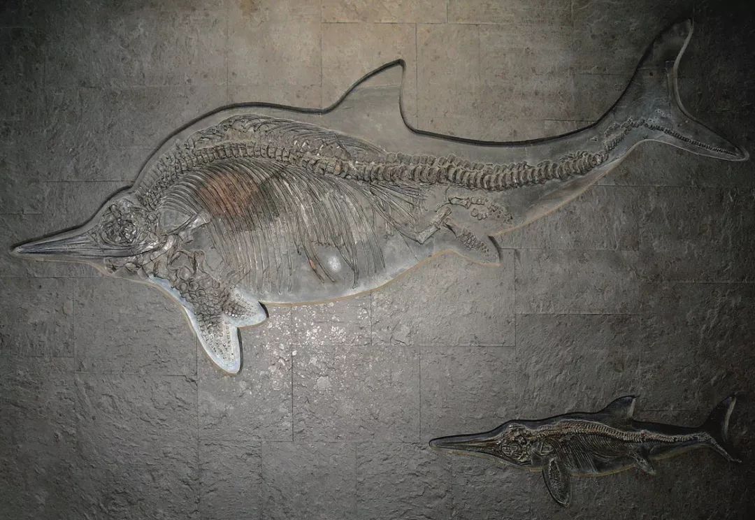 海洋科普814侏罗纪的肥海豚