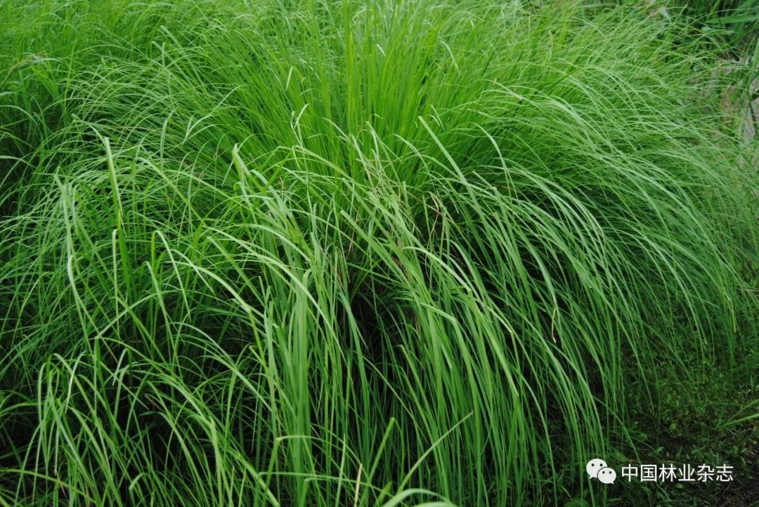 神奇的乌拉草洪宪存