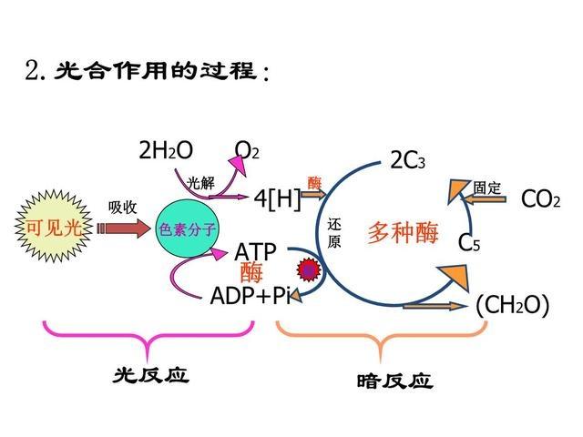 其主要包含光反响,暗反响两个阶段 涉及光吸收,电子传递,光合磷酸化