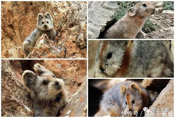 探险者天山探险发现超可爱呆萌似兔非兔动物竟是珍贵濒危物种