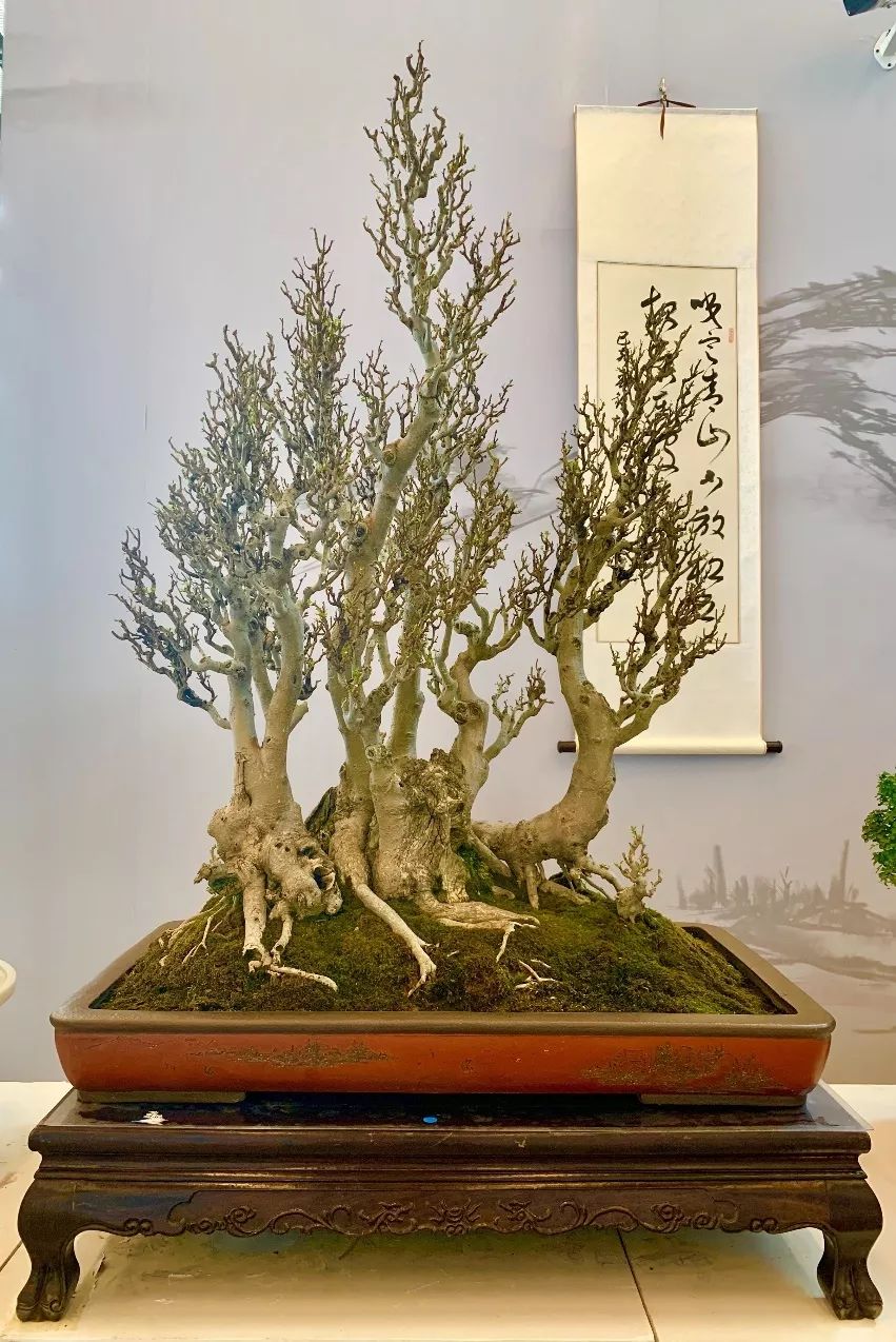 北京世园会盆景赛,如皋市,靖江市人民政府等获奖,看看有没有你的家乡?