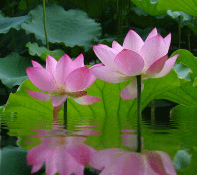 会动的荷花图片真美