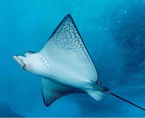 海王与鱼新解博白后生你是其一吗