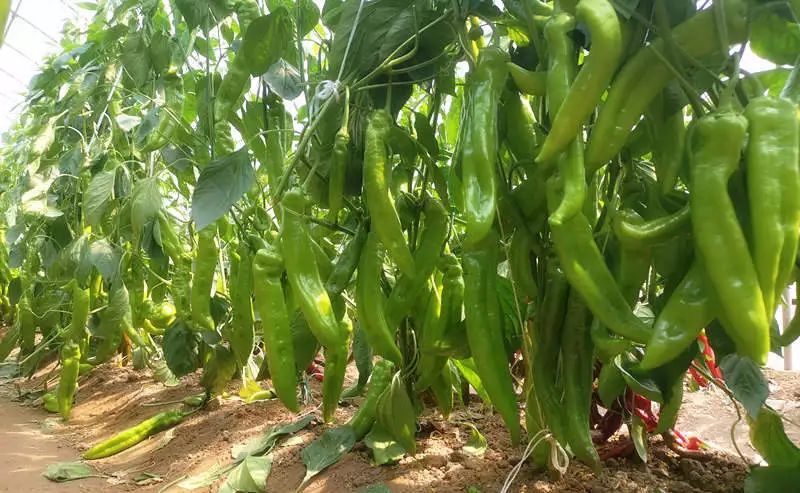 突出优势71胜寒740加绿版牛角椒,果色绿,果面光,连续坐果性好,商品