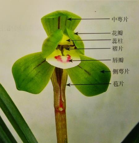 兰花何谓萼片和花瓣