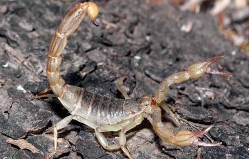 大叔30多年生吃一万多只蝎子被检查过后医生身体正常