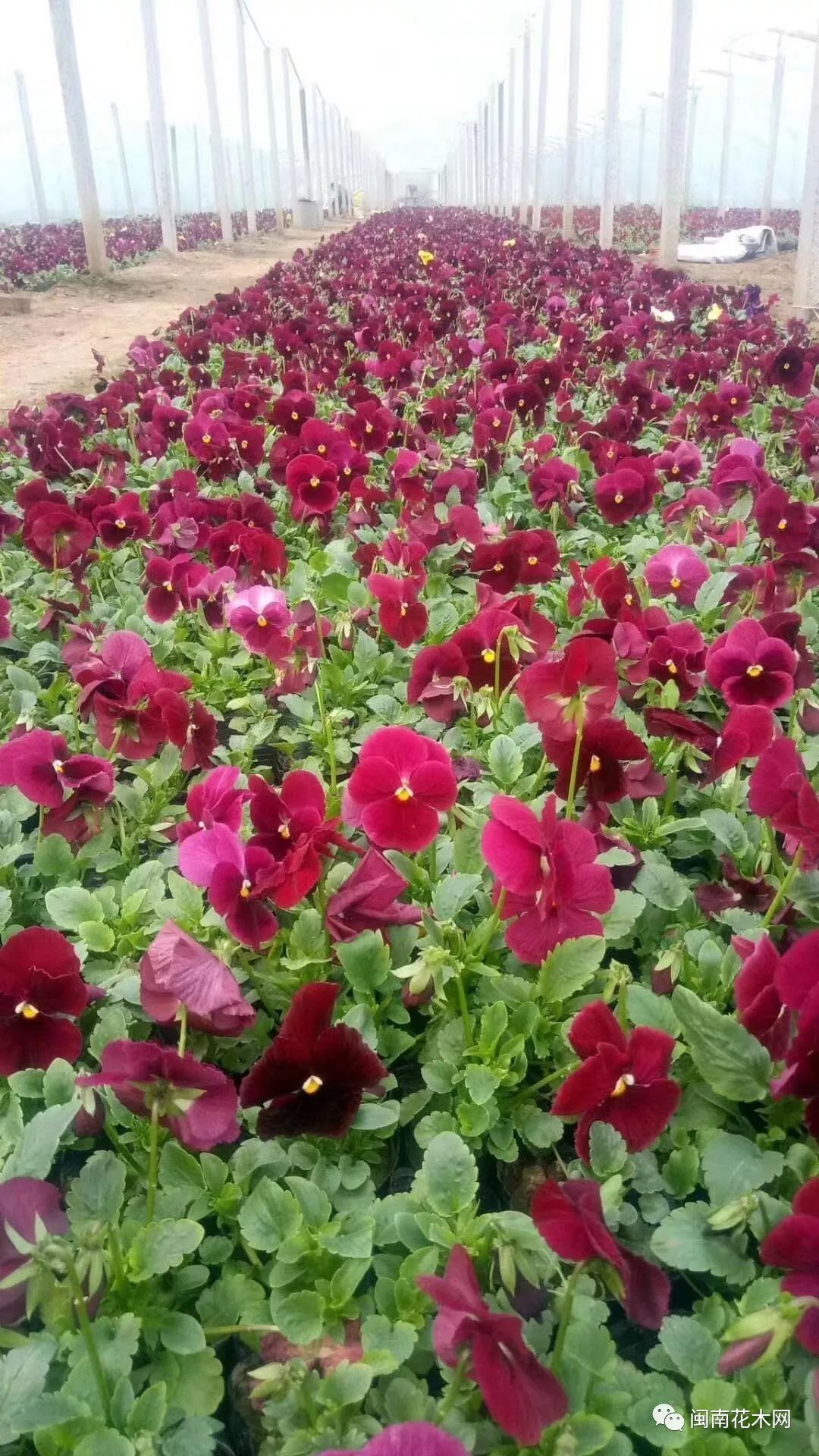 时令花景观花海杯苗青州市昊达花卉苗木专业合作社