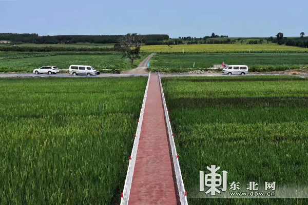 有万株杏树的杏山可以攀登,有近50亩的生态稻田供游客钓小龙虾和小