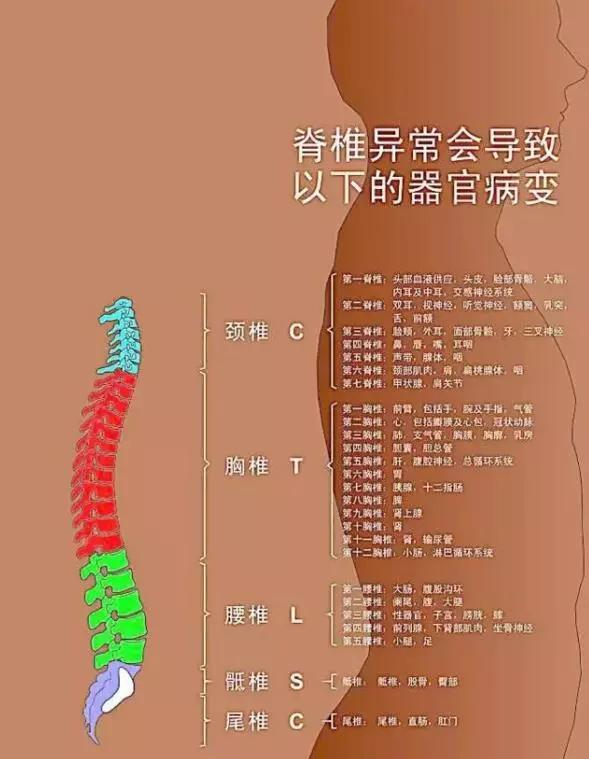 颈椎1-7节分解图图片