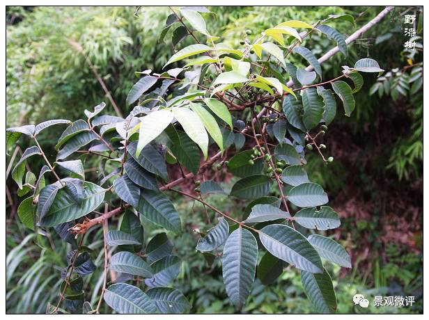 本品为漆树科植物野漆树rhus succedanea l.以根,叶,树皮及果入药.