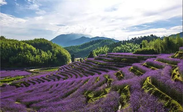 原创文学高山上的美丽乡村永安上坪村侧记