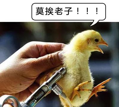 根本不是鸡翅尖也就是翅膀下面啦是鸡翅根的部位给鸡打针的地方再说了