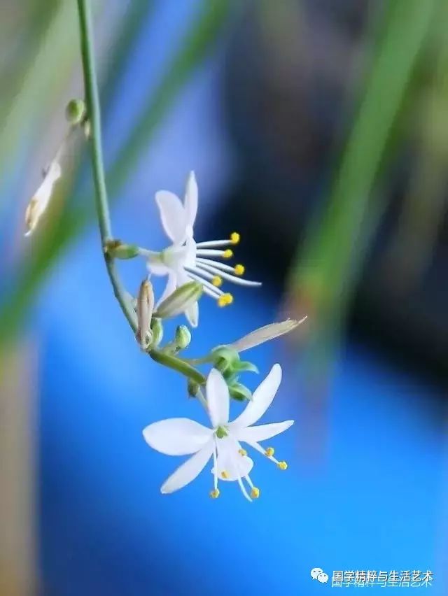 静若幽兰寂如莲花