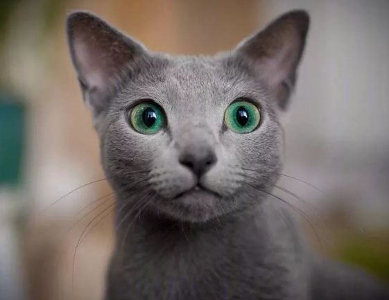 这对猫姐妹的宝石绿大眼睛也太漂亮了吧