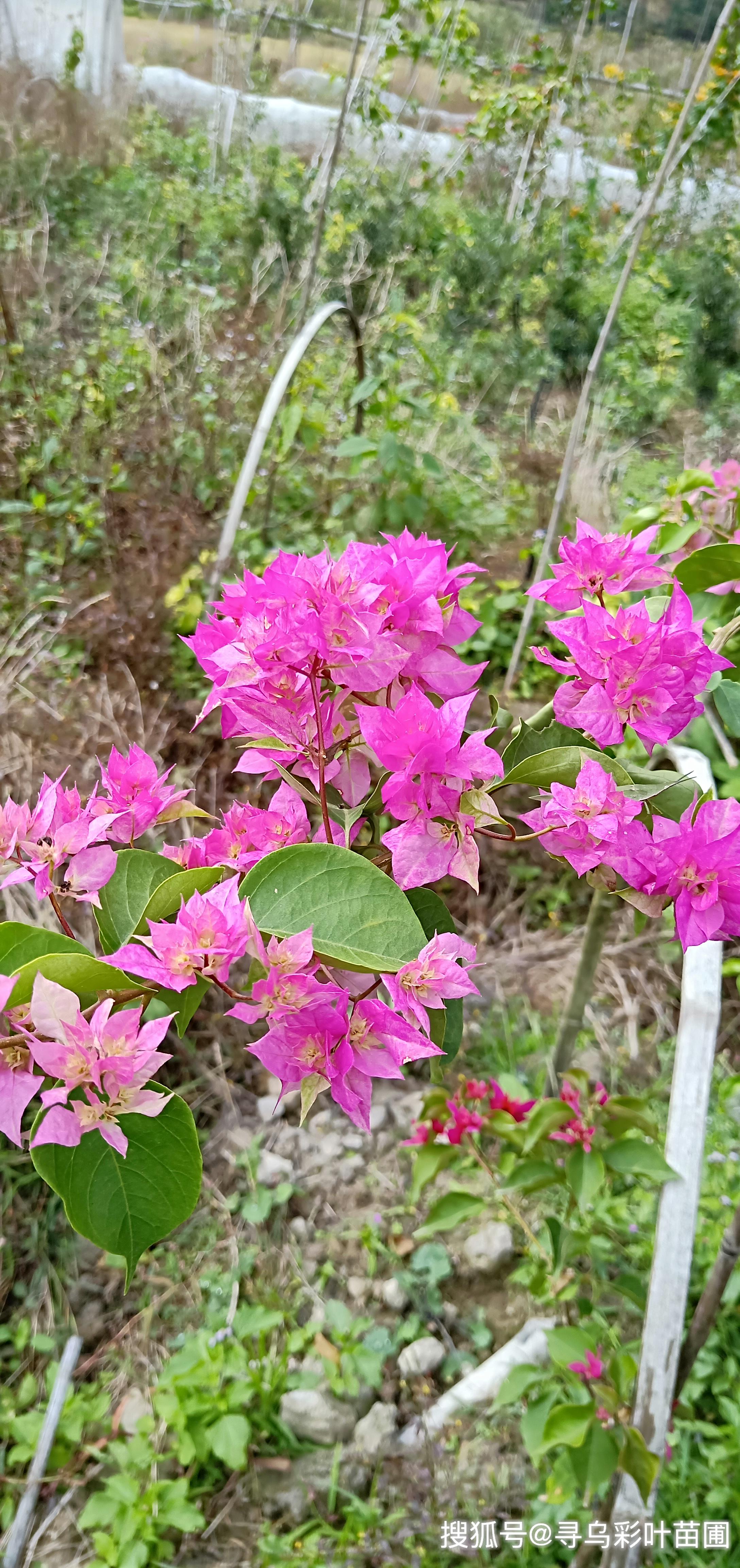 三角梅品種花色多