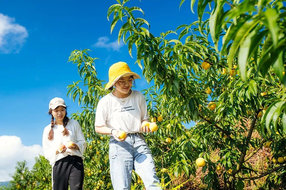 "以桃为媒"促乡村振兴 | 首届景宁葛山黄桃采摘节甜蜜开园