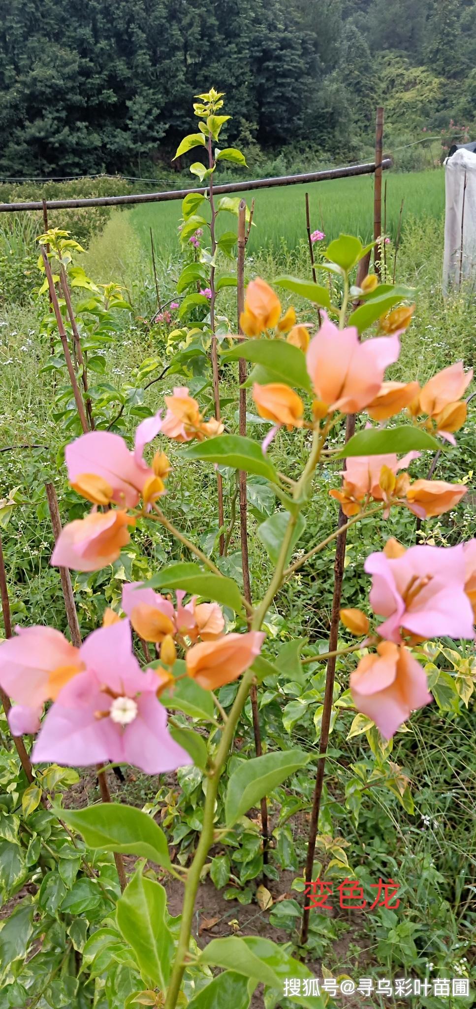 三角梅品种花色多