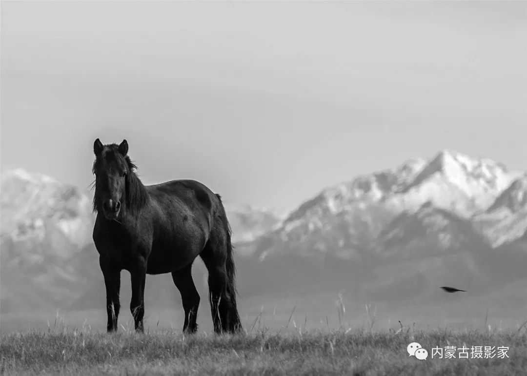 薩其日樂圖《黑駿馬》 蒙古國巴·邊巴傲其爾 《馴馬父子兵》蒙古國