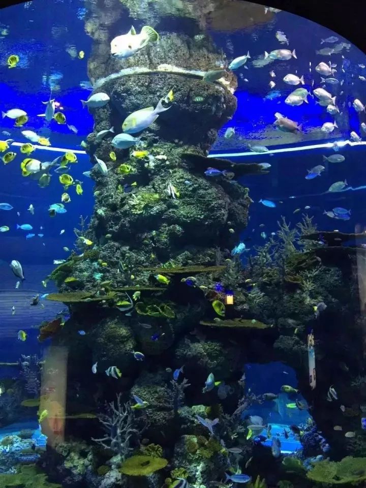 东京极地海洋馆位于开封市滨河路东段,主要展区有极地馆,科普馆,海底