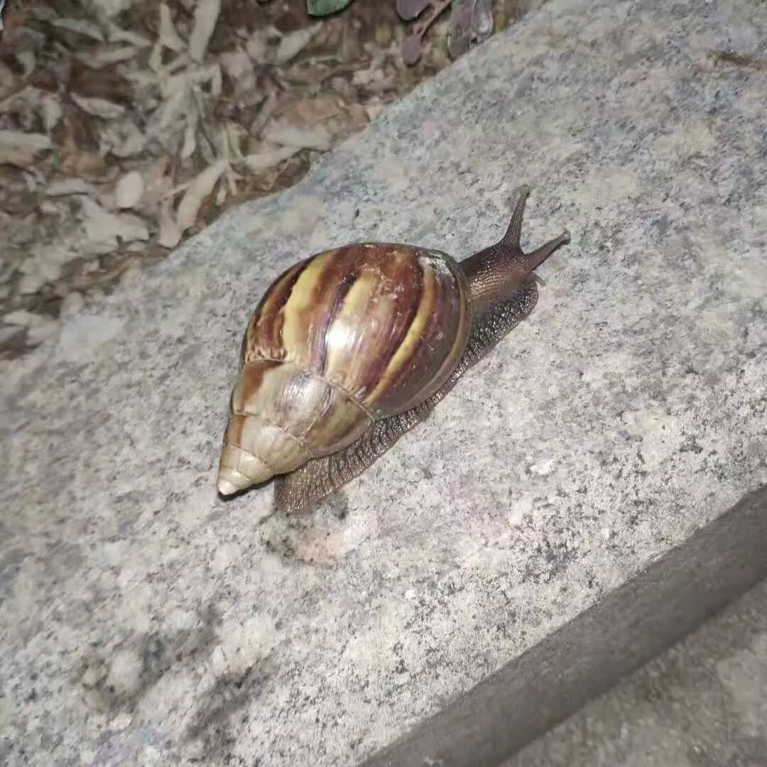 无毒蜗牛的照片图片