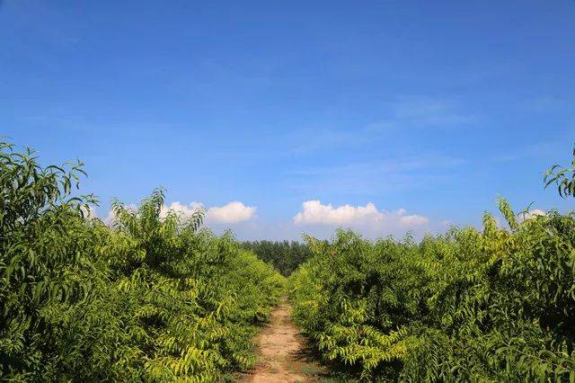 黄桃基地里,660亩黄桃林望不到头,一个个像抹了胭脂般的硕大黄桃压满