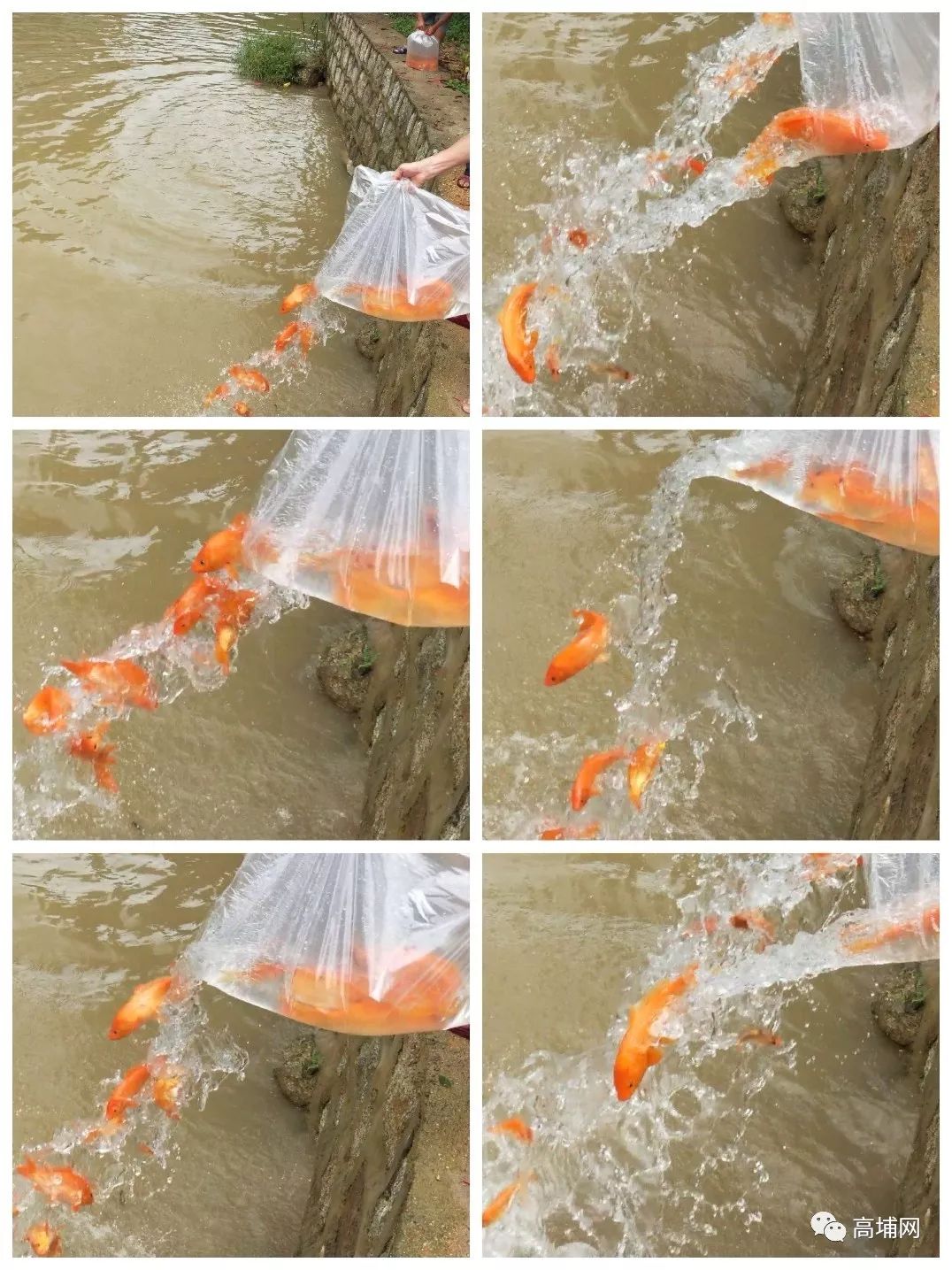 【船埔】大福观音七月初一举行大型放生法会!