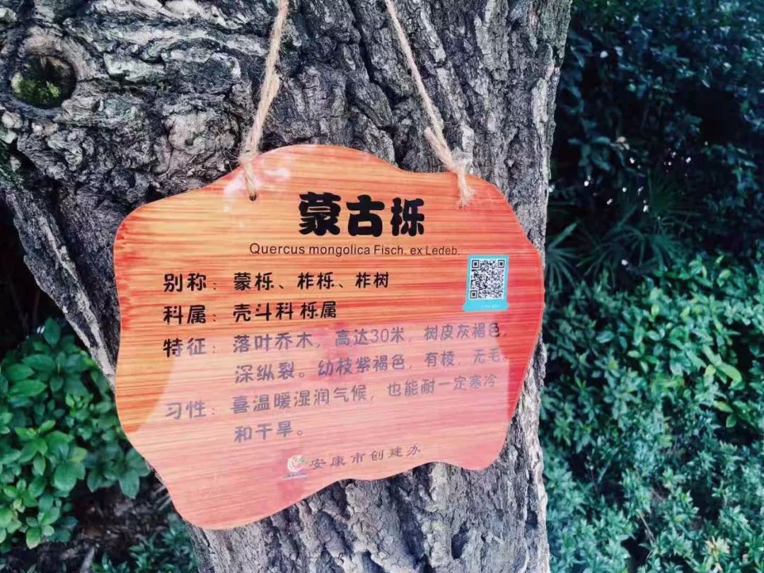 和主次干道等公共区域,在公园绿地,人流量较大的主次街道上,对香樟