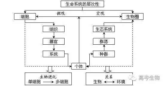 系統及層次,真核細胞,原核細胞,病毒,細胞學說 次要概念: 原核生物,真