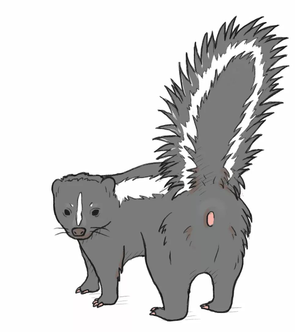 看完这些动物的求偶套路单身狗的我不厚道地笑了