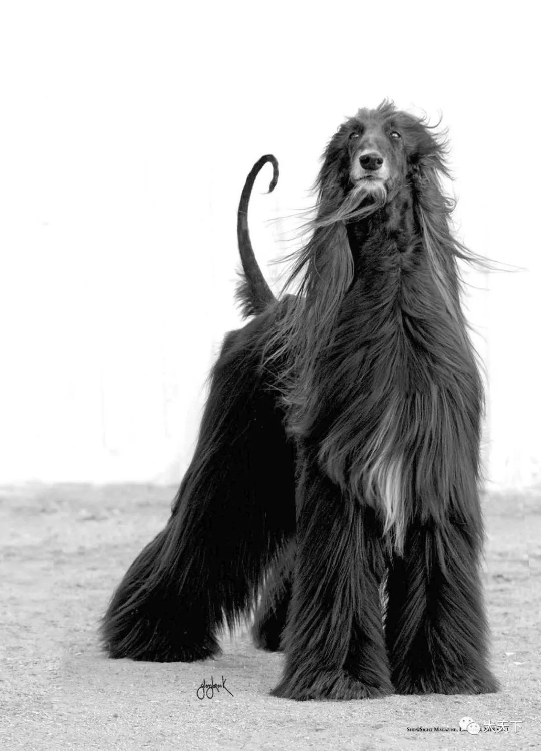点指名犬古老神秘的风之骄子阿富汗猎犬
