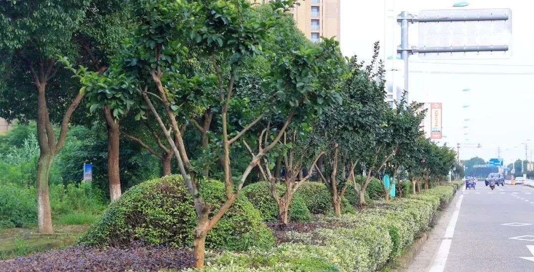 紫薇树如何种植养护?