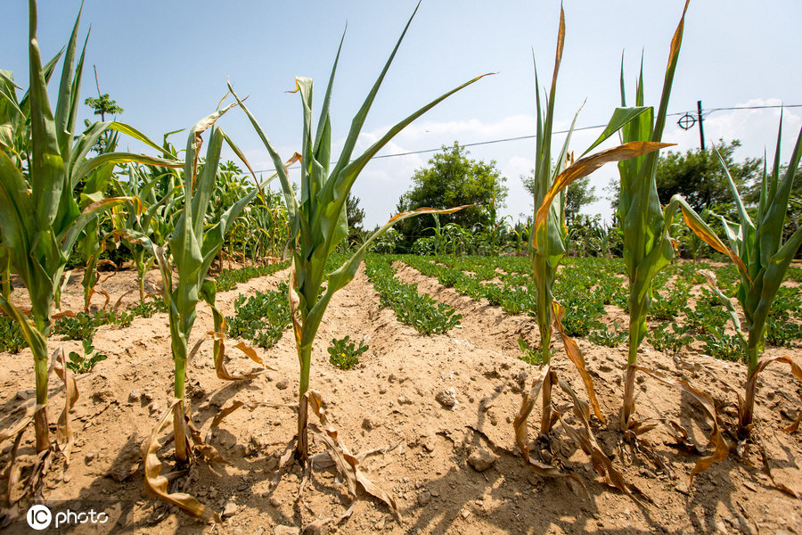 原创山东小县城三面环海庄稼却被晒蔫枯萎村民只能用废水浇菜
