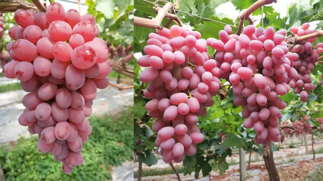 西昌葡萄克伦生阳光玫瑰甜蜜尽在至此一起观摩采摘现场