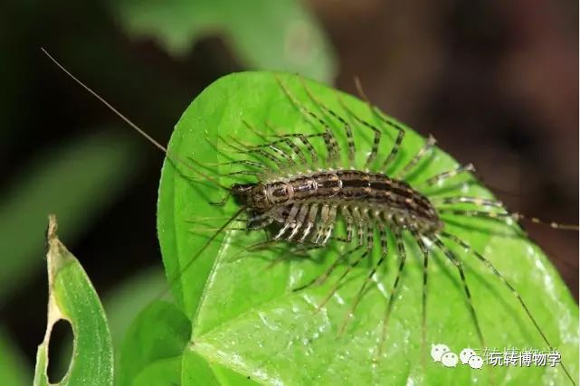 庇护所,我们儿时在胡同里最熟知的"季鸟猴,蛐蛐,油葫芦,捞咪子,棺材板
