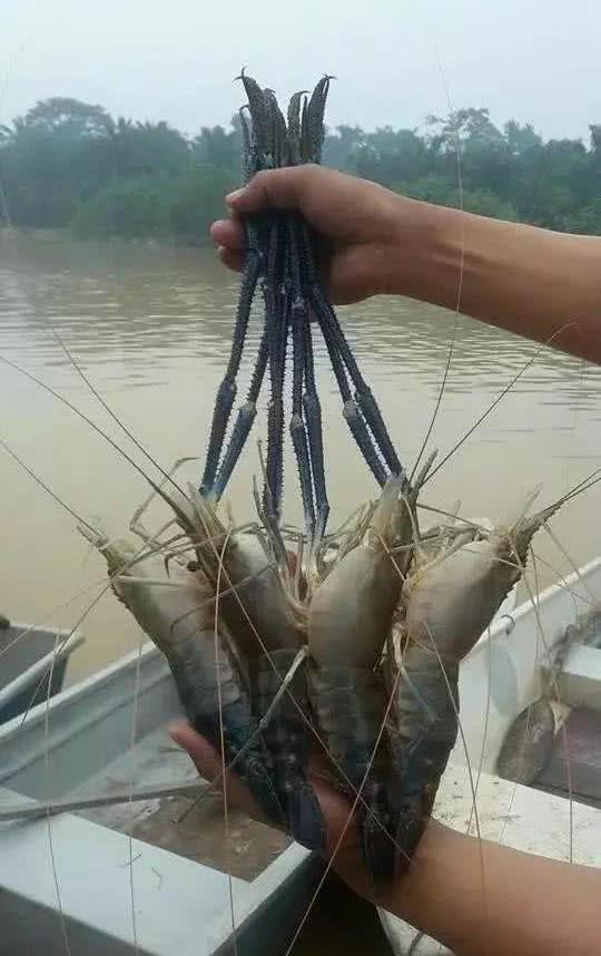 而令人担忧的是,沼泽蓝虾也是一种生存能力和繁殖能力很