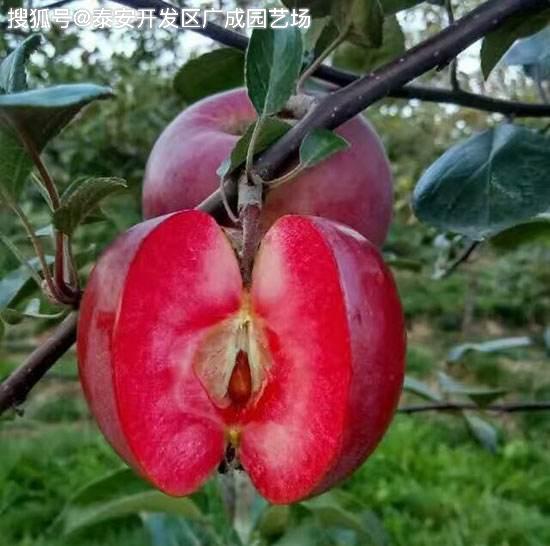 红色诱惑之红肉苹果从内而外都是紫红色实属难得的观叶观花观果树种